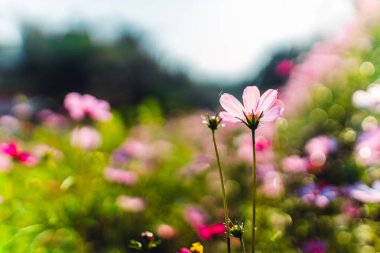 Sabah tarlasında çiçekler açıyor.