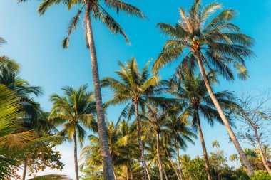 Yazın, sahildeki bir adada, hayır ağaçları.