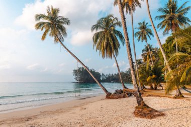 Yaz mevsimi, kumsal ve palmiye ağaçları sabah adada.