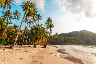Güneşli sahil cenneti, tropik esintide yavaşça sallanan palmiyeler.