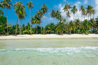 Yaz günü bir adada kumsal ve hindistan cevizi ağaçları