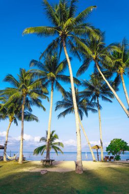 Yaz günü bir adada kumsal ve hindistan cevizi ağaçları