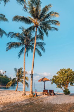 Yaz günü bir adada kumsal ve hindistan cevizi ağaçları