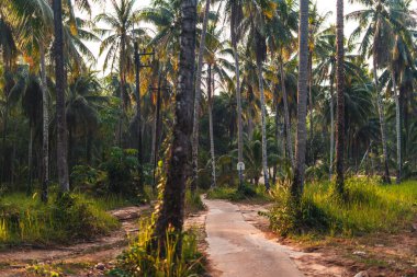 Sabahları adada hindistan cevizi ağaçları olan bir yol.