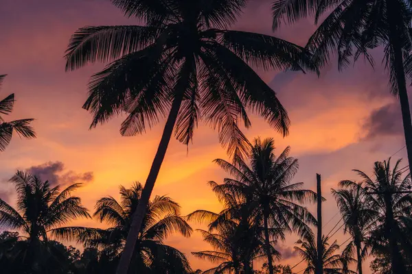 Denizde gün batımı, palmiye ağaçlarının siluetleri ve güzel mavi bir gökyüzü.