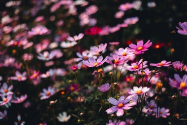 Bir bahar sabahı bahçede pembe çiçekler, çiçekler ve arılar