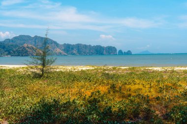 Yaz günü deniz sahili manzarası çimenler ve Yengeç Denizi 'ndeki küçük adalar.