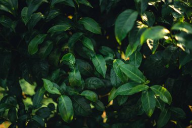 Yeşil çay tomurcukları ve yaprakları Doğal akşam ışığı ile Assam çay yaprakları