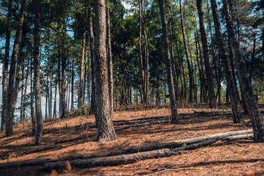 Doğadaki dağların ve çam ormanlarının manzarası