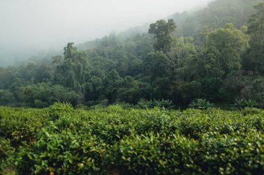 Sabah sisinde Asya yağmur ormanları ve ağaçlar