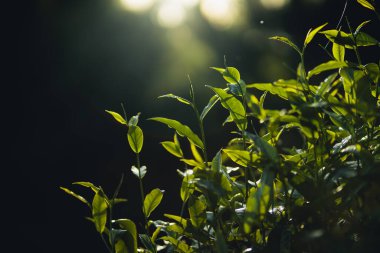 Sabah çay tarlasında yeşil çay yaprakları.