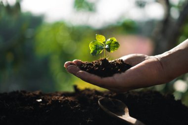 Elinde doğal akşam ışığı olan genç kahve ağacı.