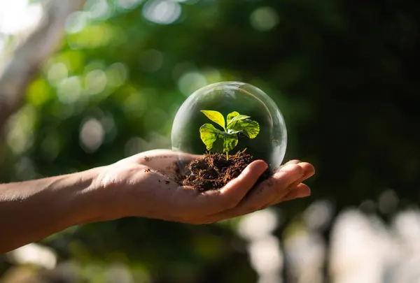 Kristal cam kürede büyüyen yeşillik. Doğal ışık ve arka plan.