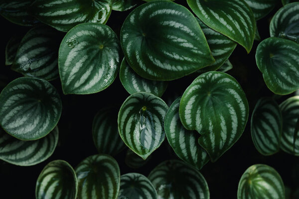 зеленый лист текстуры, фон природы, тропический лист, темно-зеленый лист текстуры в лесу, фон природы