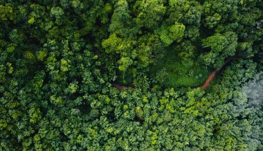 Hava manzaralı orman çevre ekolojisi kavramı
