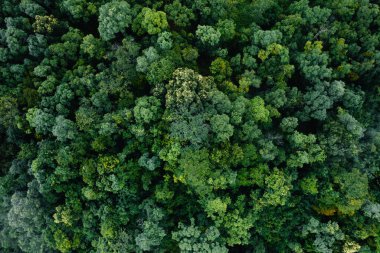 Ağaçların arka planındaki hava manzarası yaz aylarında yeşil çam ormanlarının üzerindeki drone manzarası.