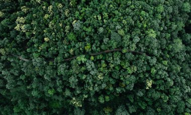 Ağaçların arka planındaki hava manzarası yaz aylarında yeşil çam ormanlarının üzerindeki drone manzarası.