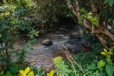 Doğal bir yağmur ormanında küçük bir dere, doğa.