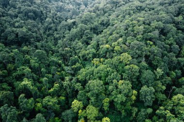 Yağmurlu bir günde Asya 'da yüksek açılı yağmur ormanı manzarası