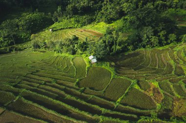 Büyüme mevsiminde pirinç tarlaları, kırsal dağlarda pirinç terasları, kırsal bölgelerde kulübeler ve pirinç tarlaları