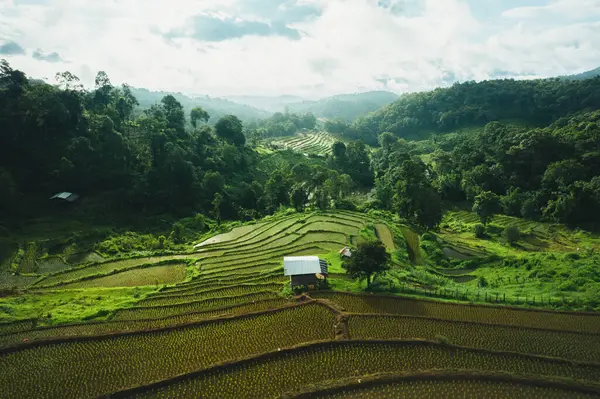 stock image Rice fields in the growing season, rice terraces in rural mountains, huts and rice fields in rural areas