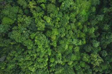 Ekoloji Konsepti Oksijen ve Doğa Arkaplanı, Asya 'daki Yeşil Ormanlar