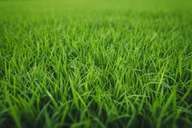 Yeşil pirinç bitkisi dokusu, yeşil çimen arka planı, ekoloji konsepti