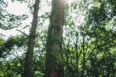 Yağmur ormanlarındaki ağaçlarda yeşil yosun
