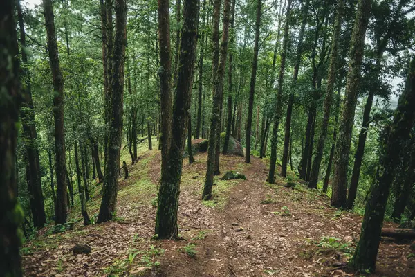 stock image A path in a natural green pine forest