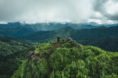 Gökyüzü manzaralı orman ağacı, Yağmur Ormanları ekosistemi ve sağlıklı çevre kavramı ve arka plan