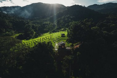 Yağmurlu günlerde hava manzaralı koyu yeşil pirinç tarlaları