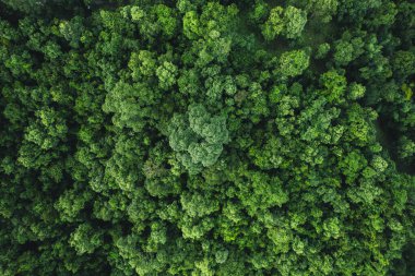 Koyu yeşil ormanın havadan görünüşü, yağmur ormanlarının doğal ekosistemi doğal orman koruma kavramı. 