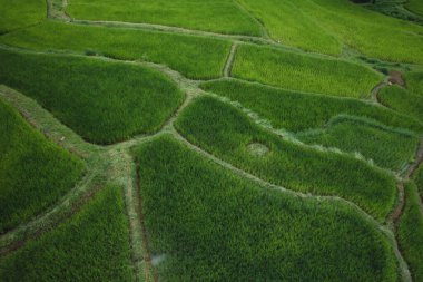 Yağmur mevsiminde pirinç tarlaları ve koyu yeşil ağaçlar