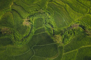 Asya ormanlarının kırsal kesimlerinde pirinç yetiştirilen pirinç tarlalarına havadan bakıldığında,.