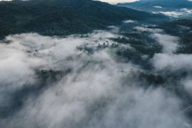 Sabah sisi ve ağaçlar ormanda