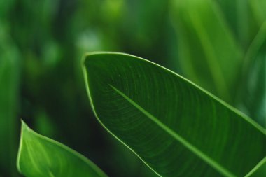 Bahçedeki koyu yeşil yaprak doğası. Doğal yeşil 