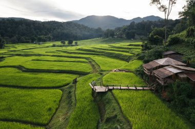 Pirinç tarlaları doğada alacakaranlıkta, Asya tarımında görülür
