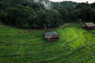 Yağmur mevsiminde pirinç tarlalarının havadan görünüşü yağmurlu bir günde, ormandaki pirinç tarlaları...