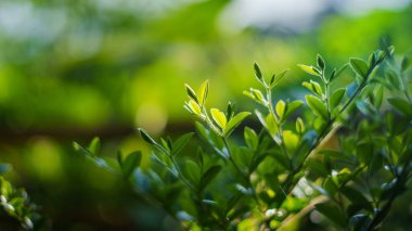 Yazın bahçedeki yeşil yaprak doğası