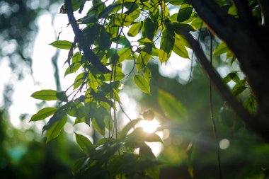 Yazın bahçedeki yeşil yaprak doğası