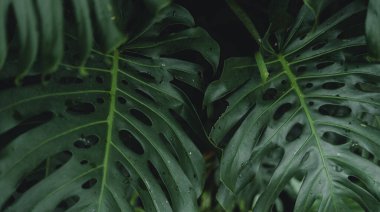 Koyu tropik yapraklar, koyu yapraklar arka plan, kahve dükkanında yapraklar, arka plan