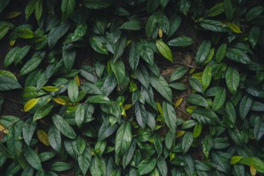 Koyu tropik yapraklar arka plan, yaprak dokusu, koyu bir tonda yapraklar. 