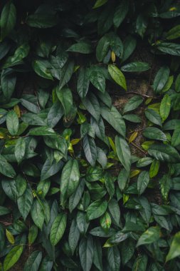 Koyu tropik yapraklar arka plan, yaprak dokusu, koyu bir tonda yapraklar. 