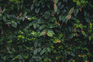 Koyu tropik yapraklar arka plan, yaprak dokusu, koyu bir tonda yapraklar. 