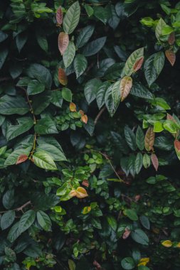 Koyu tropik yapraklar arka plan, yaprak dokusu, koyu bir tonda yapraklar. 
