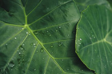 Koyu tropik yapraklar ve su damlaları arka plan, Yaprak ve su damlası arka plan