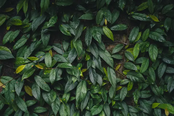 Koyu tropik yapraklar arka plan, yaprak dokusu, koyu bir tonda yapraklar. 