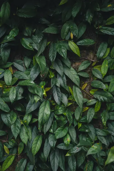 Koyu tropik yapraklar arka plan, yaprak dokusu, koyu bir tonda yapraklar. 