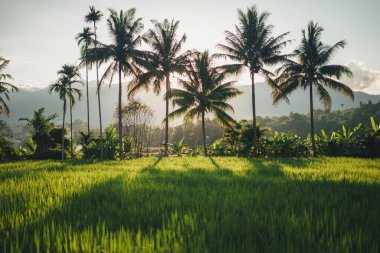 Pai 'de akşam pirinç tarlaları ve hindistan cevizi ağaçları.
