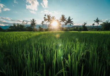 Pai 'de akşam pirinç tarlaları ve hindistan cevizi ağaçları.
